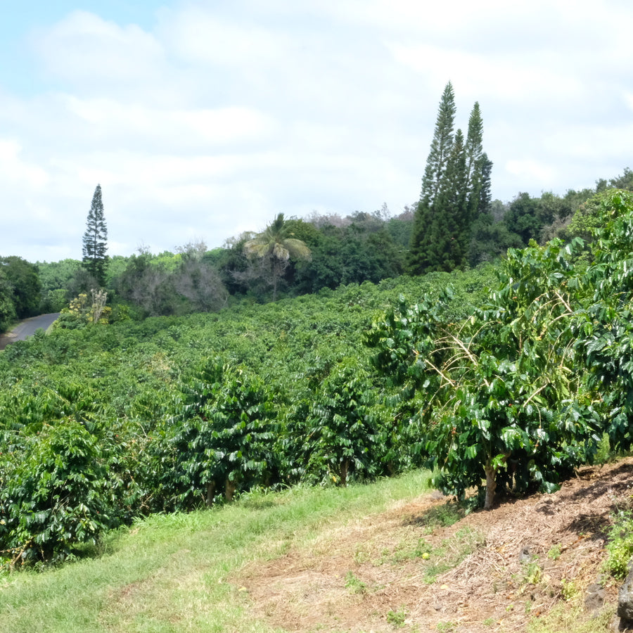 Finca La Esperanza, Peru