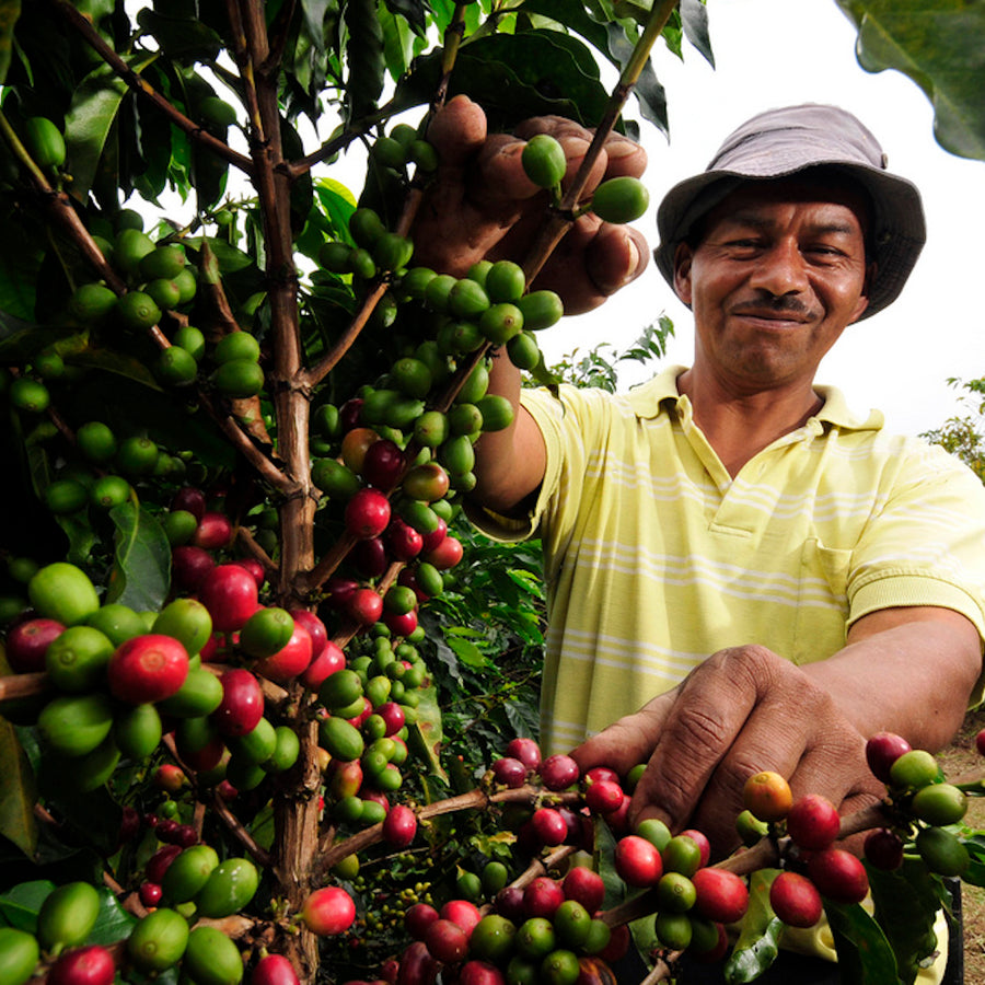 Supremo Huila, Colombia