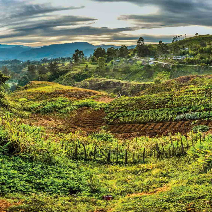 Finca Purosa, Papua New Guinea